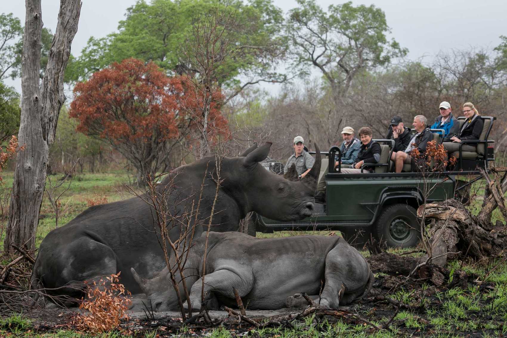 Rhino in Kruger